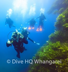 Diving in Northland